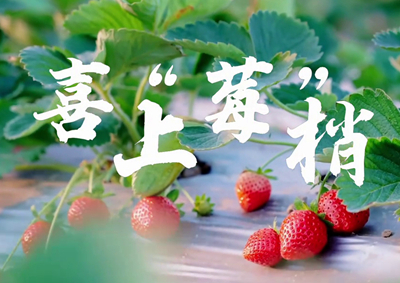 中國(guó)電信的信息技術(shù)正成為草莓種植戶拓展銷售、傳播口碑的新農(nóng)具_(dá)400.jpg